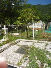 Macroptilium atropurpureum