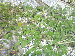 Macroptilium atropurpureum