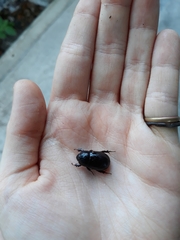 Scarabaeidae