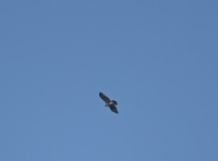 Buteo hemilasius