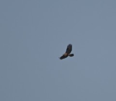 Buteo hemilasius