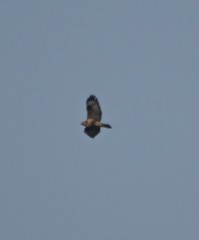 Buteo hemilasius