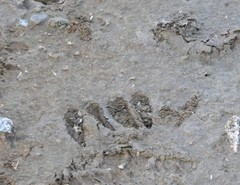 Hydropotes inermis argyropus