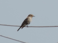 Muscicapa striata striata
