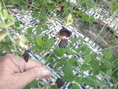 Macroptilium atropurpureum