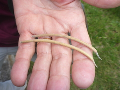 Macroptilium atropurpureum