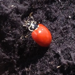 Cycloneda emarginata