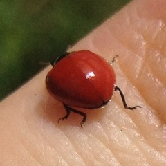 Cycloneda emarginata