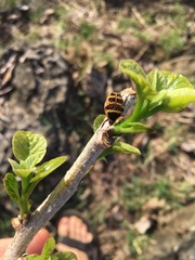 Euryomia argentea