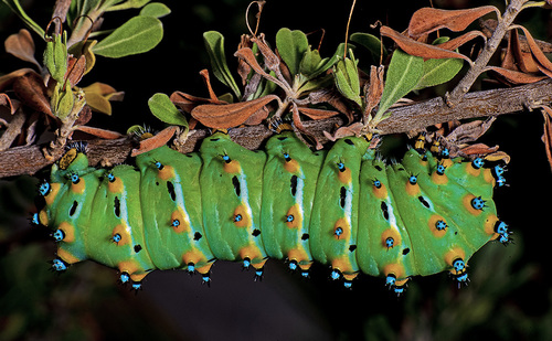 Calleta Silkmoth
