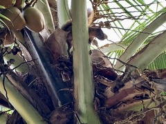 Sciurus granatensis