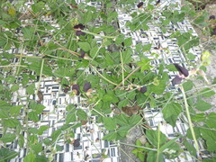 Macroptilium atropurpureum