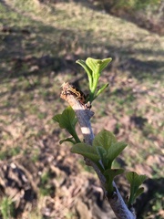 Euryomia argentea
