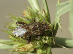 Stictopleurus synavei