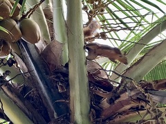 Sciurus granatensis