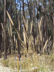 Poaceae