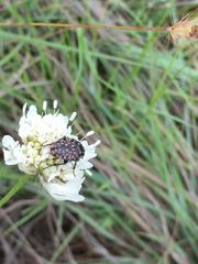 Oxythyrea testaceoguttata