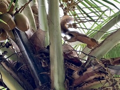 Sciurus granatensis