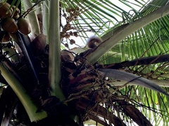 Sciurus granatensis