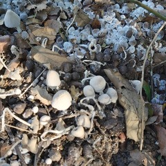 Coprinopsis pseudonivea