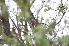 Campethera bennettii