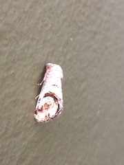 Cyclopera bucephalidia