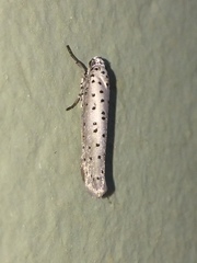 Yponomeuta fumigatus