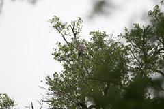 Coracias naevius mosambicus