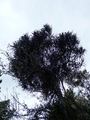 Pseudopanax ferox