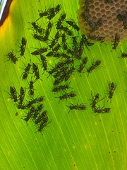 Protopolybia exigua