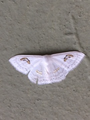 Problepsis digammata