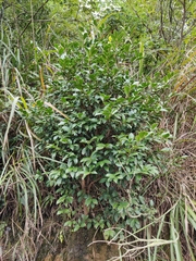 Camellia oleifera