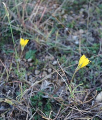 Tragopogon dasyrhynchus