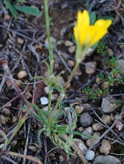 Tragopogon dasyrhynchus