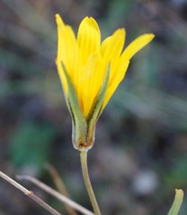Tragopogon dasyrhynchus