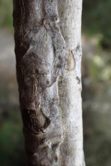 Pseudopanax ferox