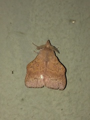 Leipoxais peraffinis