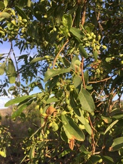 Cordia myxa image