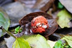 Maclura tricuspidata