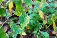 Maclura tricuspidata