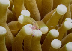 Ancylomenes sarasvati