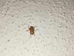 Cryptocephalus umbonatus