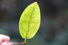 Maclura tricuspidata