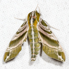 Darapsa versicolor