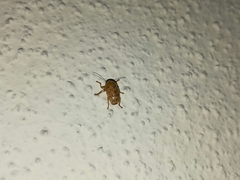 Cryptocephalus umbonatus