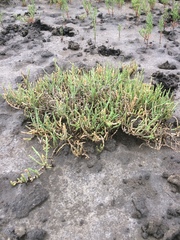 Salicornia natalensis