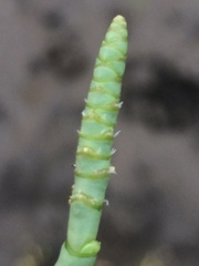 Salicornia natalensis