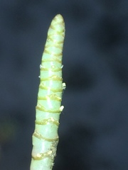 Salicornia natalensis