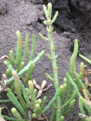 Salicornia natalensis