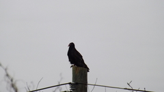 Cathartes aura image